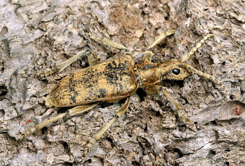 Cerambycidae:  Rhagium sycophanta, femmina